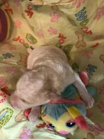 Tramp, a male Shihpoo for sale in Ivey, GA – Photo 1 of 4