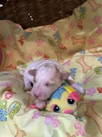 Tramp, a male Shihpoo for sale in Ivey, GA – Photo 2 of 4