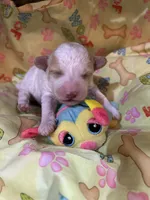 Tramp, a male Shihpoo for sale in Ivey, GA – Photo 4 of 4