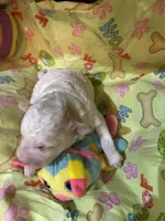 Tramp, a male Shihpoo for sale in Ivey, GA – Photo 3 of 4