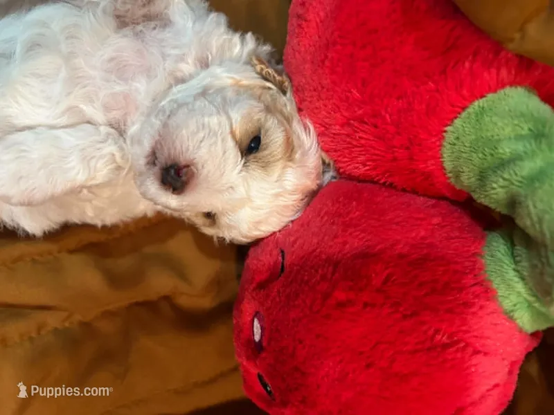 Tramp – Shihpoo puppy for sale in Ivey, GA