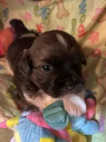 Terrence, a male Shihpoo for sale in Ivey, GA – Photo 2 of 5