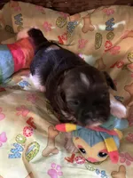 Terrence, a male Shihpoo for sale in Ivey, GA – Photo 3 of 5