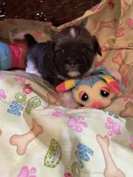 Terrence, a male Shihpoo for sale in Ivey, GA – Photo 5 of 5