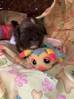 Terrence, a male Shihpoo for sale in Ivey, GA – Photo 4 of 5