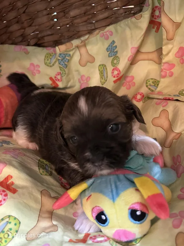 Terrence – Shihpoo puppy for sale in Ivey, GA