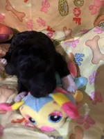 Socks, a male Shihpoo for sale in Ivey, GA – Photo 4 of 4