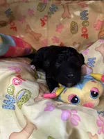 Socks, a male Shihpoo for sale in Ivey, GA – Photo 3 of 4