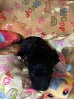 Socks, a male Shihpoo for sale in Ivey, GA – Photo 2 of 4