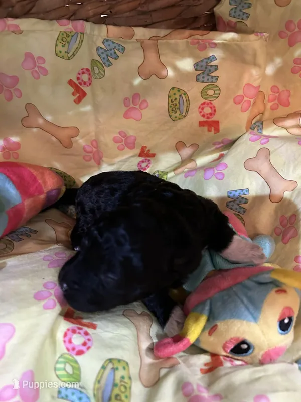 Socks – Shihpoo puppy for sale in Ivey, GA