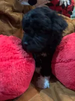 Socks, a male Shihpoo for sale in Ivey, GA – 5 of 8