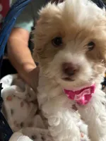 Owl, a female Shihpoo for sale in Ivey, GA – 7 of 8