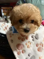 Scottie, a male Shihpoo for sale in Ivey, GA – 8 of 9