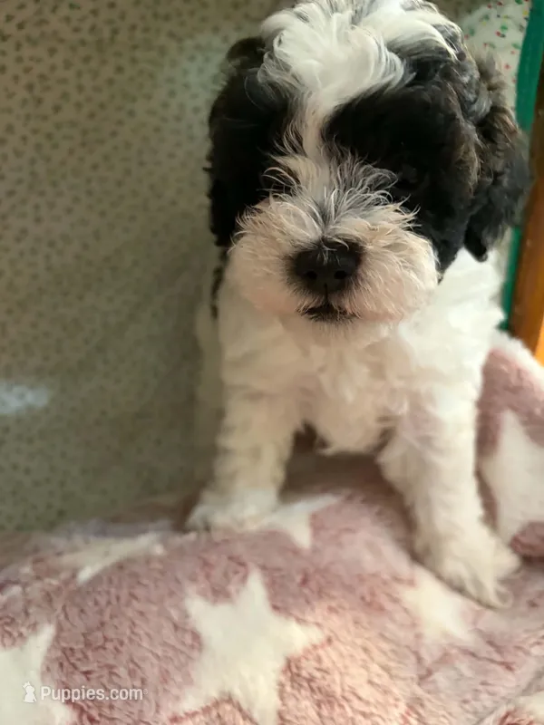 Perdita – Shihpoo puppy for sale in Gordon, GA