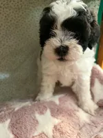 Perdita, a female Shihpoo for sale in Gordon, GA – 1 of 5