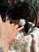 Socks, a male Shihpoo for sale in Ivey, GA – 8 of 8