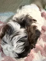 Perdita, a female Shihpoo for sale in Gordon, GA – 4 of 5