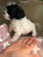 Perdita, a female Shihpoo for sale in Gordon, GA – 5 of 5