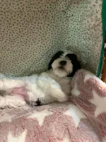 Perdita, a female Shihpoo for sale in Gordon, GA – 3 of 5