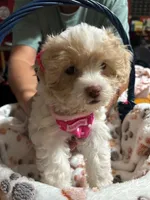 Owl, a female Shihpoo for sale in Ivey, GA – 6 of 8