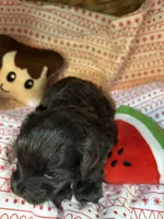 Slivermist, a female Shihpoo for sale in Ivey, GA – Photo 2 of 4