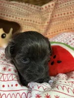Slivermist, a female Shihpoo for sale in Ivey, GA – Photo 4 of 4