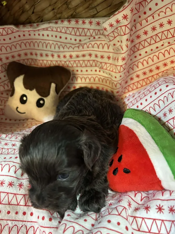 Slivermist – Shihpoo puppy for sale in Ivey, GA