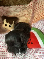 Slivermist, a female Shihpoo for sale in Ivey, GA – Photo 1 of 4