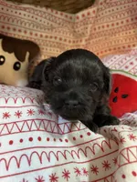 Slivermist, a female Shihpoo for sale in Ivey, GA – Photo 3 of 4