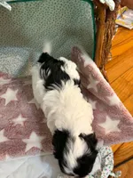 penny, a female Shihpoo for sale in Gordon, GA – 6 of 6