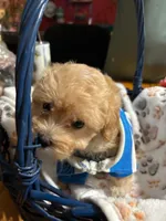 Scottie, a male Shihpoo for sale in Ivey, GA – 6 of 9