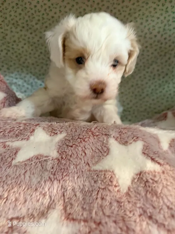 Slim – Shihpoo puppy for sale in Gordon, GA