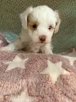 Slim, a male Shihpoo for sale in Gordon, GA – 1 of 4
