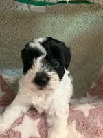 penny, a female Shihpoo for sale in Gordon, GA – 2 of 6