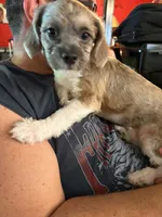 Pixie Dust T, a male Shihpoo for sale in Gordon, GA – 6 of 6