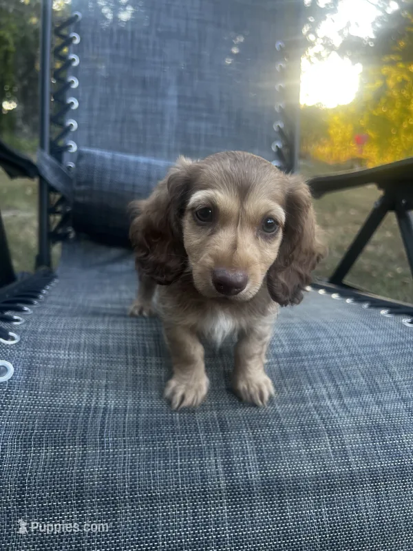 Macy – Miniature Dachshund puppy for sale in Cabool, MO