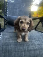 Macy, a female Miniature Dachshund for sale in Cabool, MO – 1 of 5