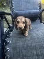 Roxy AKC, a female Miniature Dachshund for sale in Cabool, MO – 5 of 5