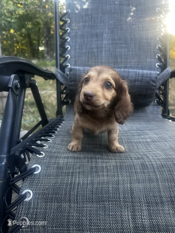 Roxy AKC – Miniature Dachshund puppy for sale in Cabool, MO