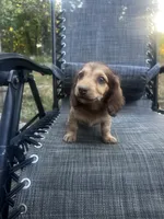 Roxy AKC, a female Miniature Dachshund for sale in Cabool, MO – 1 of 5