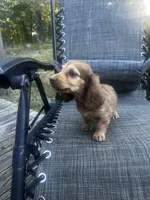 Roxy AKC, a female Miniature Dachshund for sale in Cabool, MO – 2 of 5