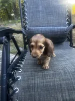 Roxy AKC, a female Miniature Dachshund for sale in Cabool, MO – 3 of 5
