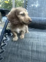 Macy, a female Miniature Dachshund for sale in Cabool, MO – 3 of 5