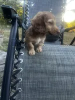 Macy, a female Miniature Dachshund for sale in Cabool, MO – 5 of 5
