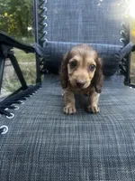 Roxy AKC, a female Miniature Dachshund for sale in Cabool, MO – 4 of 5