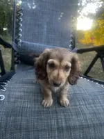 Macy, a female Miniature Dachshund for sale in Cabool, MO – 2 of 5
