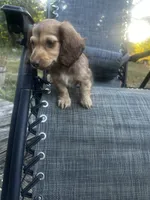 Macy, a female Miniature Dachshund for sale in Cabool, MO – 4 of 5