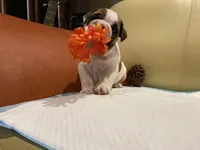 Ms. Pretty Simone of Ironcrest, a female English Bulldog for sale in Rochester Hills, MI – Photo 10 of 10