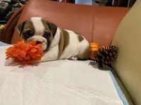 Ms. Pretty Simone of Ironcrest, a female English Bulldog for sale in Rochester Hills, MI – Photo 6 of 10