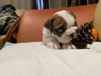 Ms. Pretty Simone of Ironcrest, a female English Bulldog for sale in Rochester Hills, MI – Photo 4 of 10